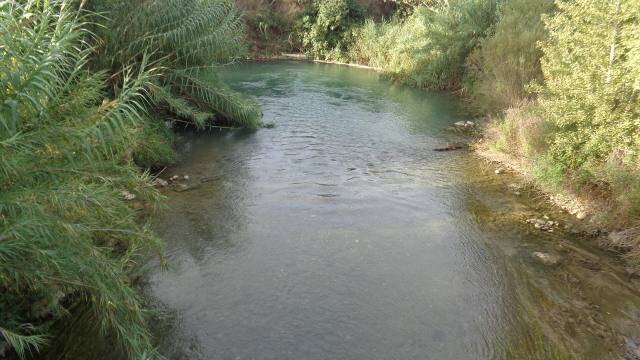 Cauce del río Túria entre cañas y vegetación de ribera